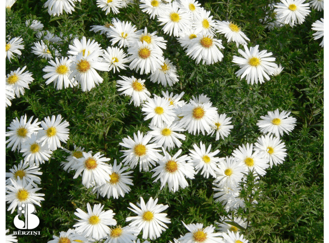 Aster novi-belgii   'Kristina'